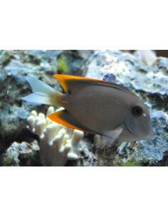 Bristle Tooht Tomini Tang...