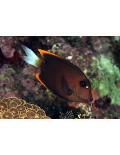 Bristle Tooht Tomini Tang... 2