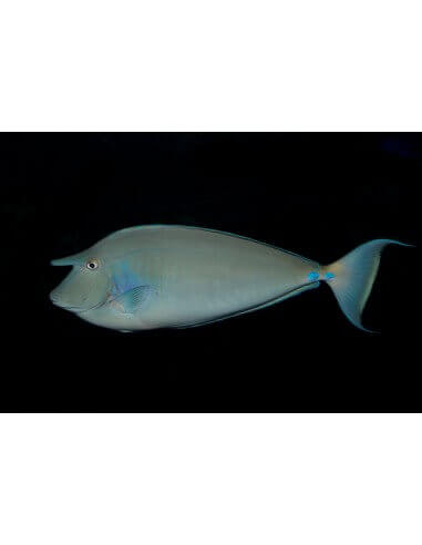 Bluelips Tang (Naso Unicornis)