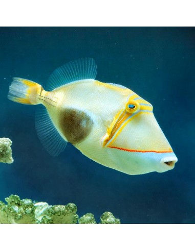 Bursa Triggerfish (Rhinecanthus...