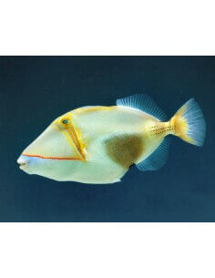 Bursa Triggerfish... 2