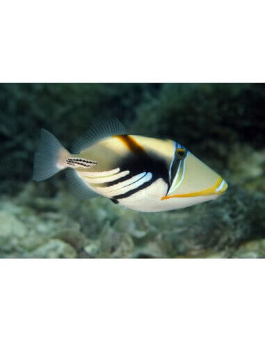 Rhinecanthus Aculeatus (Painted/ Humu...