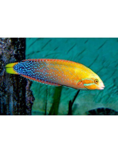 Yellowtail Coris (Coris Gaimard)