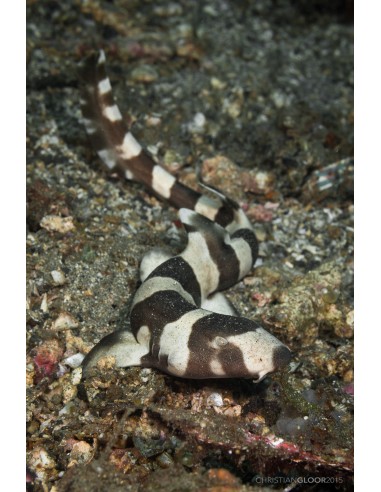 Bamboo Shark  (Chiloscyllium Punctatum)