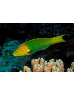 Yellow Wrasse (Thalassoma... 2