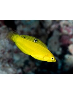 Yellow Wrasse (Halichoeres... 2