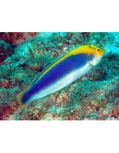 Yellowcheek Wrasse...