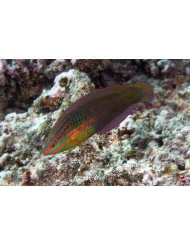 Stripe Wrasse (Halichoeres Biocellatus)