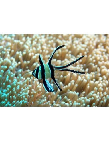 Banggai Cardinalfish (Pterapogon...