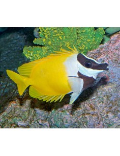 Foxface Rabbitfish (Lo...