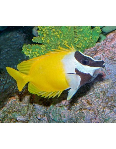 Foxface Rabbitfish (Lo Vulpinus)