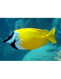 Foxface Rabbitfish (Lo... 2