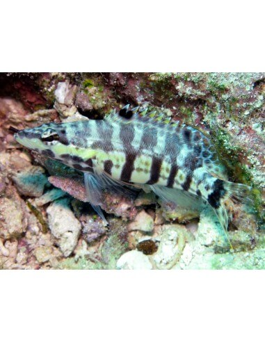 Harlequin Bass (Serranus Tigrinus)