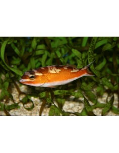 Tobacco Fish (Serranus...