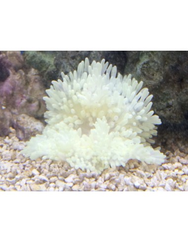 Sebae White Anemone (Radiathis Specie)