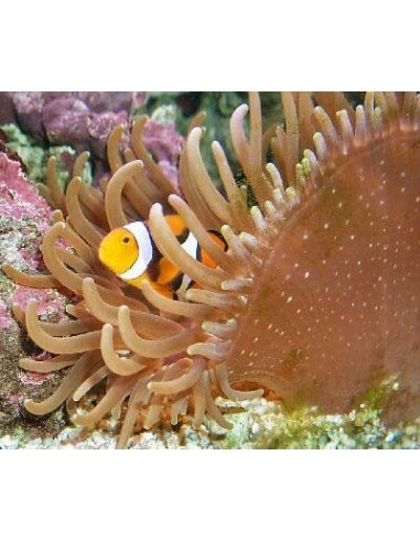 Long Tentacle, Ordinary (Macrodactyla...