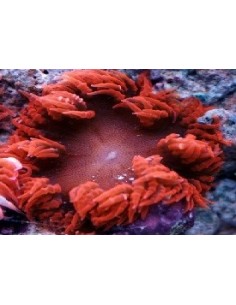 Beaded red rock Anemone...