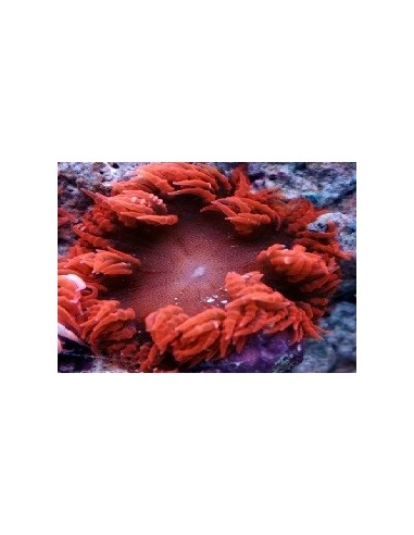 Beaded red rock Anemone (Epicystis...