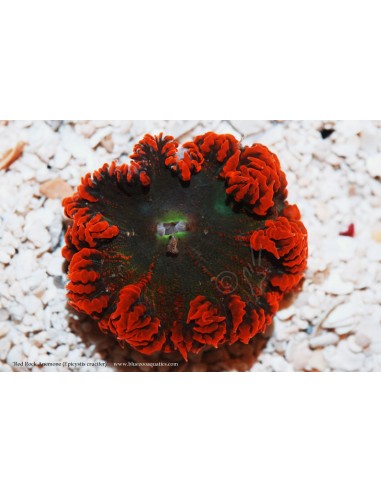 Beaded red rock Anemone (Epicystis Crucifer)