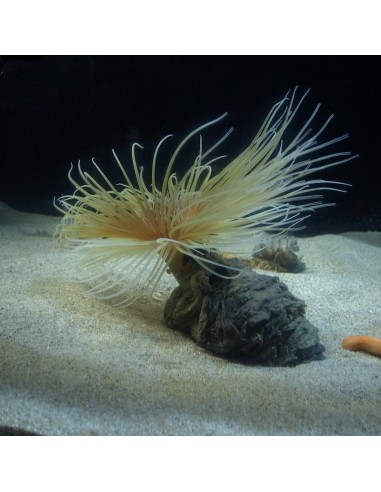 Tube Anemone (Cerianthus Filiformis)