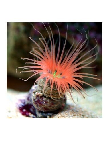 Tube Anemone Naranja (Cerianthus...