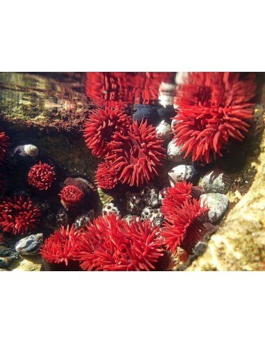 Maron Anemone (Actinia Bermudensis)