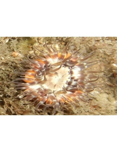 Elegant Anemone (Actinoporus Elegans)