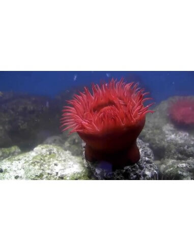 Pink Tip Orange Base Sand Anemone...