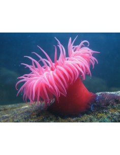 Pink Tip Orange Base Sand... 2