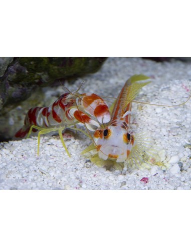 Tiger Pistol Shrimp (Alpheus Bellulus)