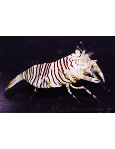 Bumble Bee Shrimp (Gnathophyllum...