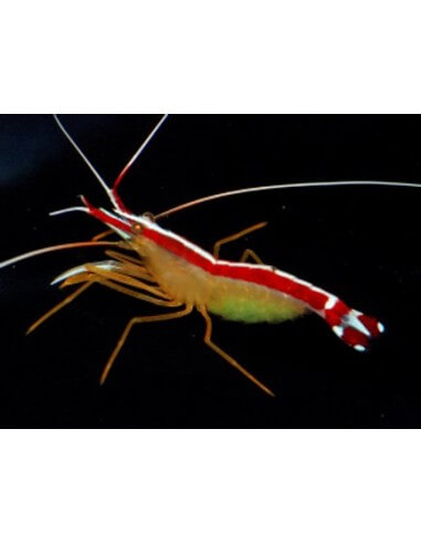 Cleaner Shrimp (Lysmata Amboinensis )