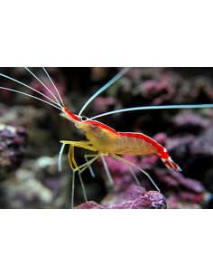 Cleaner Shrimp (Lysmata... 2