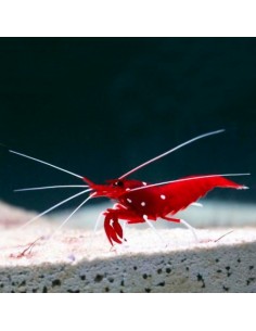 Blood Red Fire Shrimp...