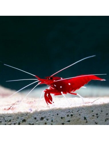 Blood Red Fire Shrimp (Lysmata Debelius)