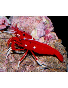 Blood Red Fire Shrimp... 2