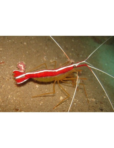 Skunk Shrimp (Lysmata Grabhami)
