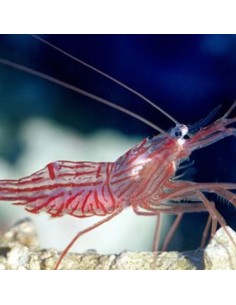 Peppermint Shrimp (Lysmata...