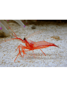 Peppermint Shrimp (Lysmata... 2