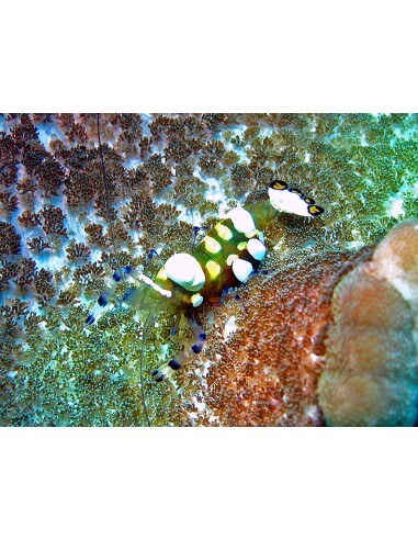 Anemone Shrimp (Periclimenes...