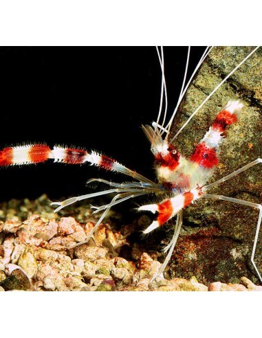 Banded Cleaner Shrimp (Stenopus...