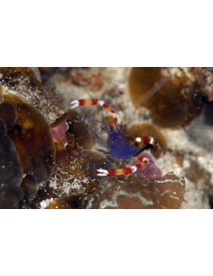 Blue Banded Shrimp...