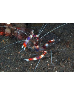 Blue Banded Shrimp... 2