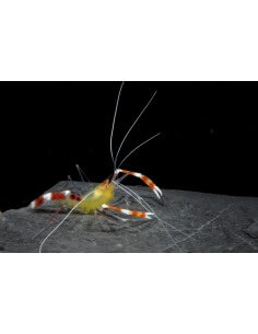 Banded Shrimp (Stenopus... 2