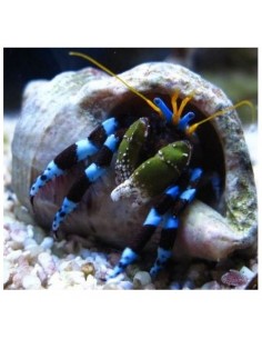 Metalic Blue Leg Hermit...