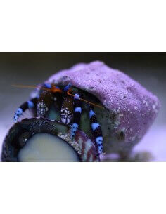 Metalic Blue Leg Hermit... 2