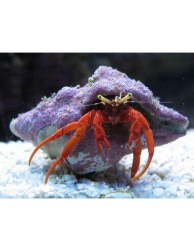Pacific Red Legged Hermit Crab...