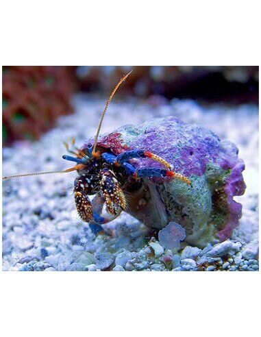 Blue Legged Hermits (Clibanarius...
