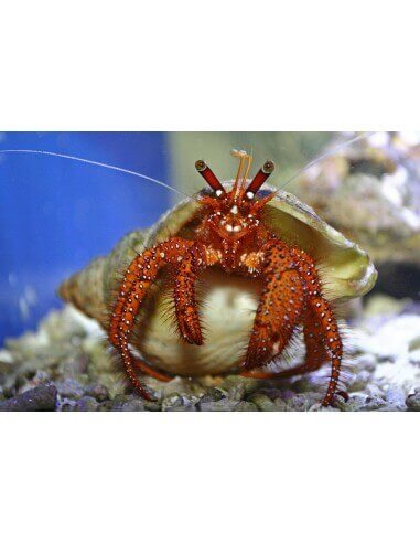 Hermit Crab Red Legs (Dardanus Megistos)