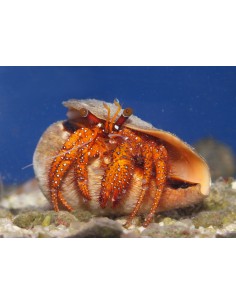 Hermit Crab Red Legs... 2